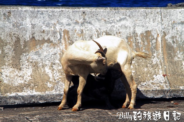 蘭嶼旅遊-自由自在的山羊004.jpg