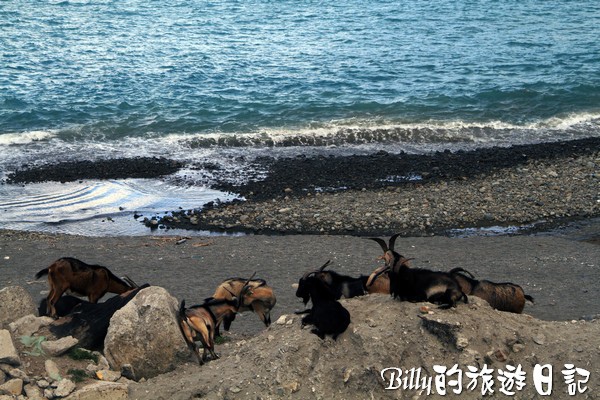 蘭嶼旅遊-自由自在的山羊003.jpg