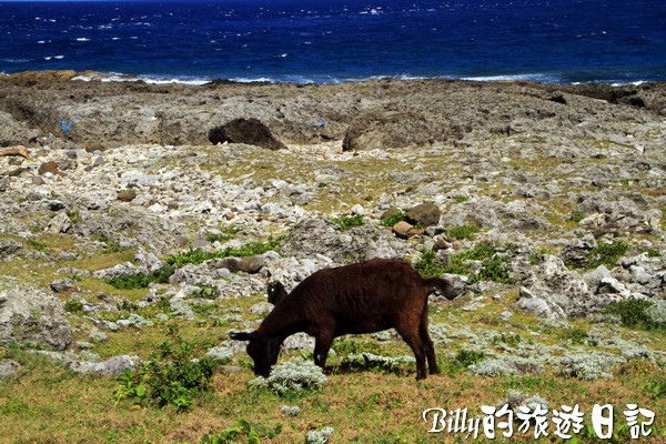 蘭嶼旅遊-自由自在的山羊006.jpg