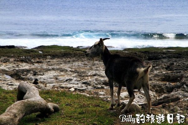 蘭嶼旅遊-自由自在的山羊011.jpg