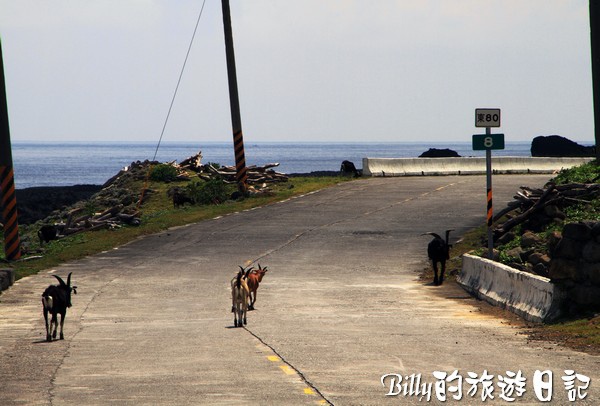 蘭嶼旅遊-自由自在的山羊017.jpg