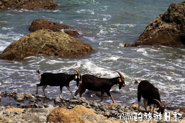 蘭嶼旅遊-自由自在的山羊020.jpg