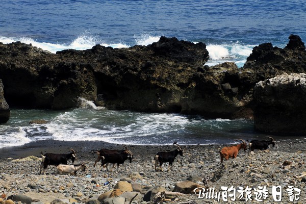 蘭嶼旅遊-自由自在的山羊023.jpg