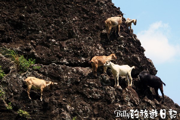 蘭嶼旅遊-自由自在的山羊030.jpg