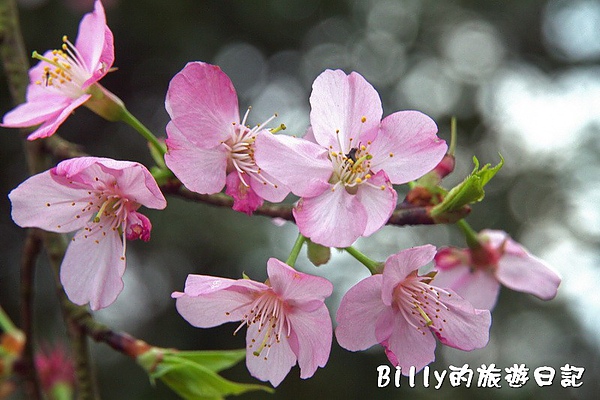 基隆紅淡山081.jpg