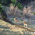 馬祖北竿大坵島052.jpg