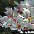 2011七堵桐花029.JPG