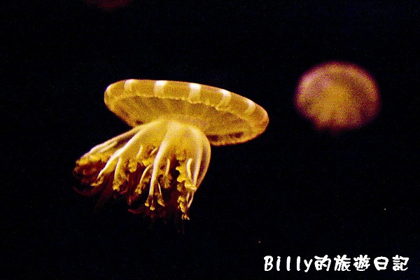 國立海洋生物博物館026.jpg