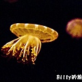 國立海洋生物博物館026.jpg