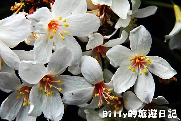 月眉山桐花15.JPG