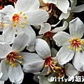 月眉山桐花15.JPG