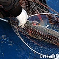 馬祖東莒船釣鱸魚022.JPG