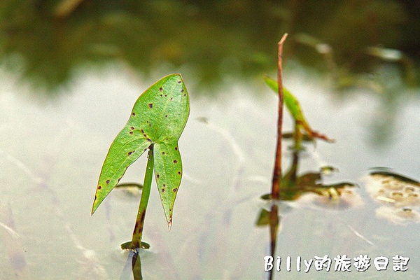 台北市植物園24.jpg