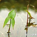 台北市植物園24.jpg