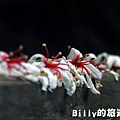 2011七堵桐花009.JPG