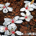 2011七堵桐花006.JPG