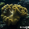 國立海洋生物博物館009.jpg