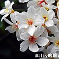 月眉山桐花16.JPG