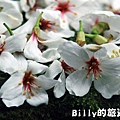 2011七堵桐花018.JPG