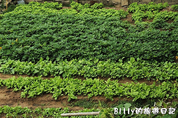 馬祖美食-巧屋餐廳031.JPG