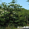 基隆暖暖桐花02.JPG