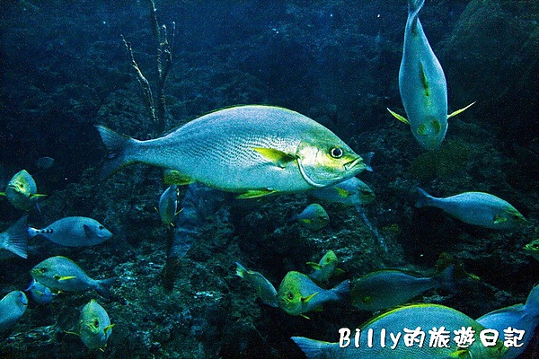 國立海洋生物博物館022.jpg