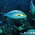 國立海洋生物博物館022.jpg