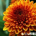 花卉圖片09.JPG