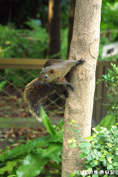 台北市植物園17.jpg