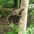 台北市植物園17.jpg