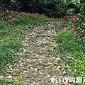 月眉山桐花07.JPG