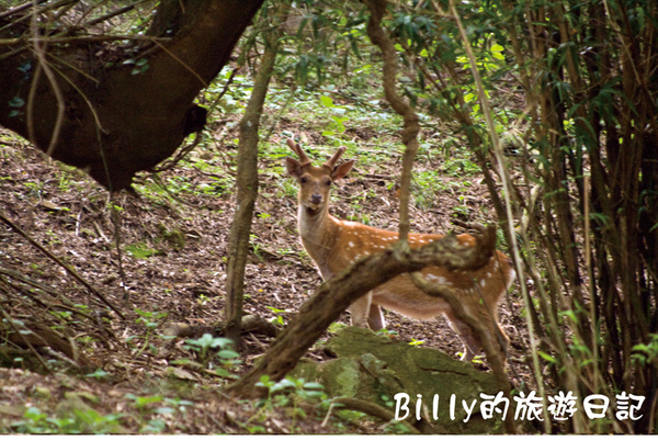 馬祖北竿大坵生態之旅22.jpg