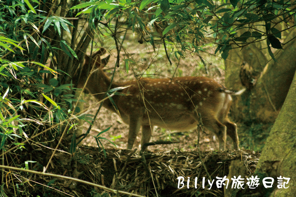 馬祖北竿大坵生態之旅23.jpg