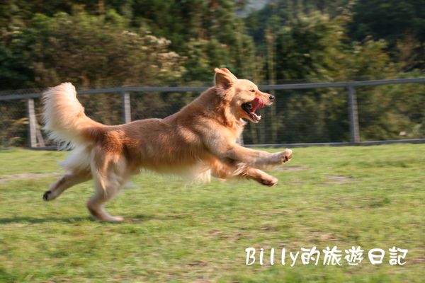 狗狗12.JPG