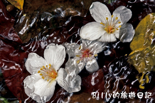 桐花12.jpg 桐花12.jpg