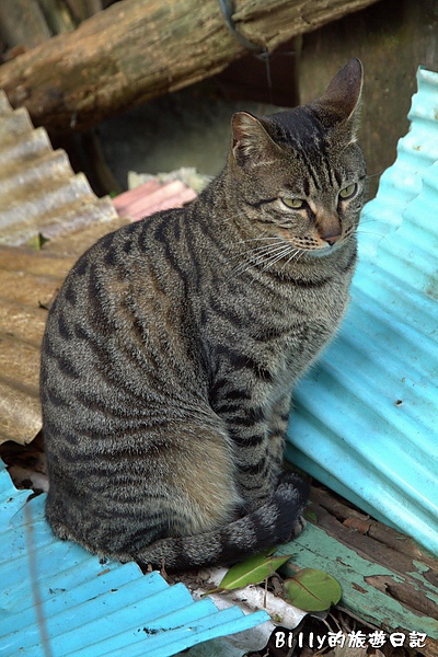 侯硐貓村055.jpg