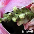 花06.JPG