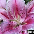 花07.JPG