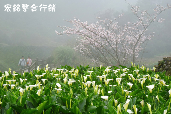 佳作-徐簡麟-海芋與櫻花(NO.347)OK.JPG