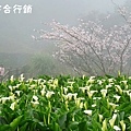 佳作-徐簡麟-海芋與櫻花(NO.347)OK.JPG