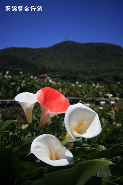 佳作-劉鄭文德-海芋之美-陽明山竹子湖(NO.388).JPG