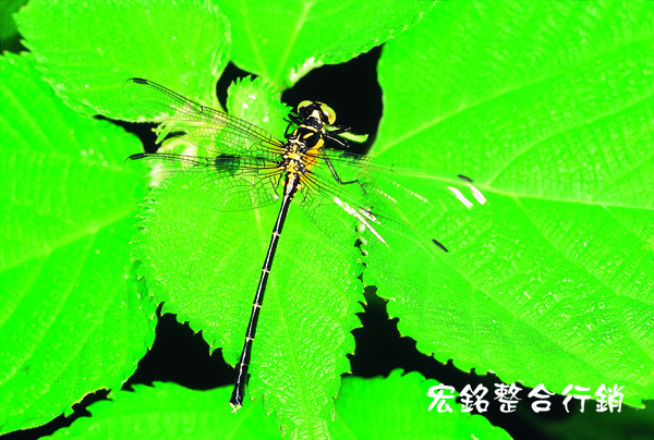 佳作-陳子欽-蜻蜓與綠葉(NO.70).jpg