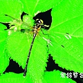 佳作-陳子欽-蜻蜓與綠葉(NO.70).jpg