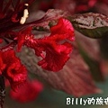 花25.JPG