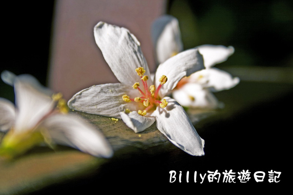 桐花42.jpg