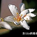 桐花42.jpg