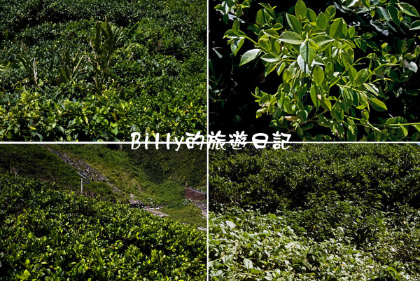 基隆基隆嶼89.jpg 基隆基隆嶼89.jpg