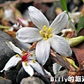 月眉山桐花11.JPG