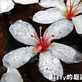 2011七堵桐花007.JPG