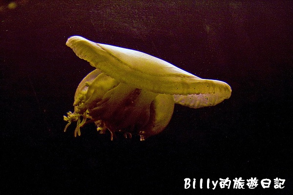 國立海洋生物博物館027.jpg